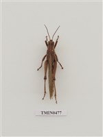 藏品(直翅目)的圖片